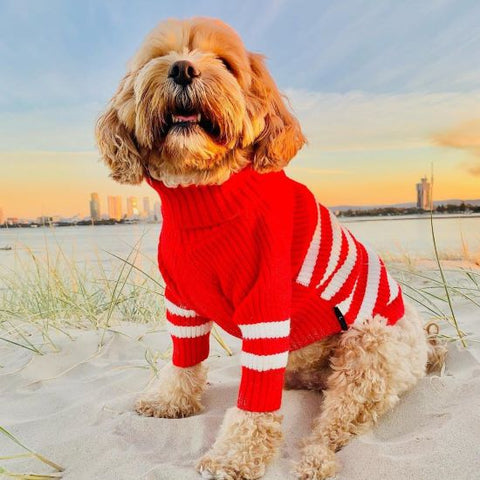 Cute Dog in a Striped Turtleneck Sweater