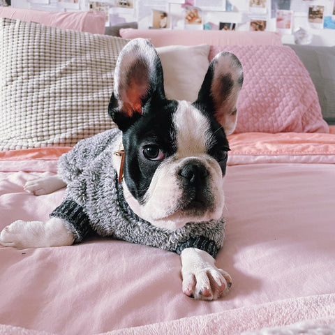French Bulldog in warm pajamas
