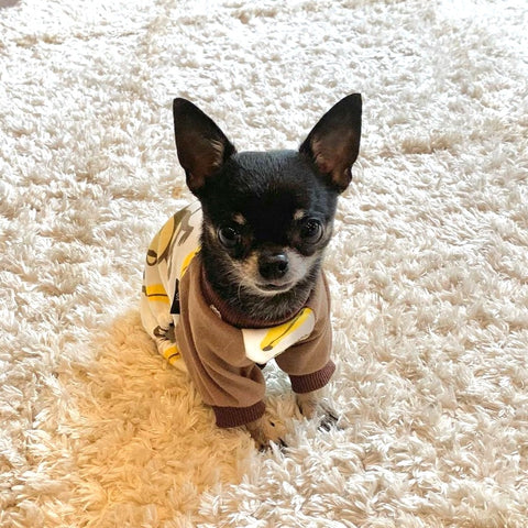 Chihuahua puppy in monkey pajamas