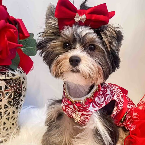 Yorkie in Dog Dress with Rose Prints