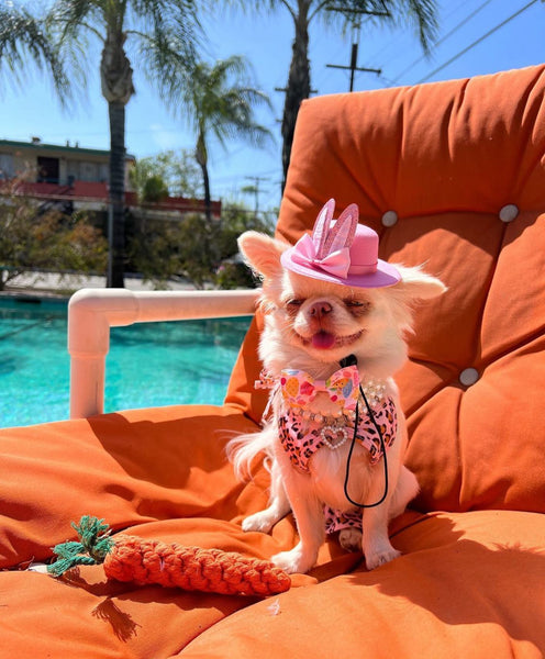Vestido de perro bikini de leopardo de verano