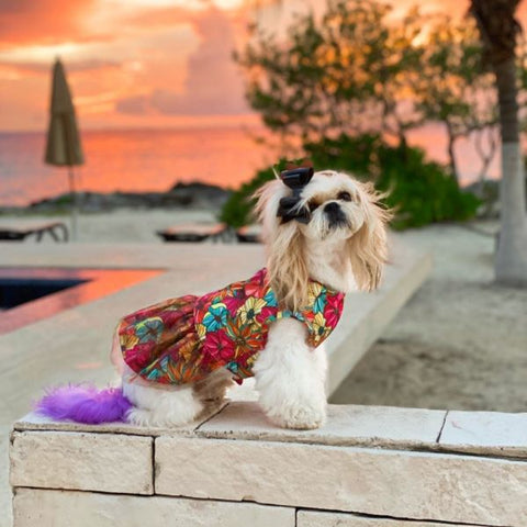 Shihtzu in Harness Tulle Dog Dress - Fitwarm Dog Clothes