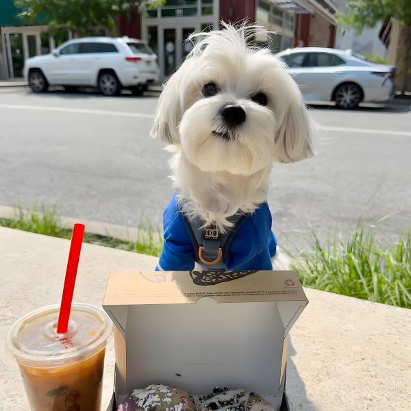 Morkie in a Blue Polo Dog Shirt - Fitwarm Dog Clothes