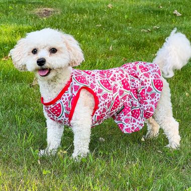 Dog in a Lovely Watermelon Dog Dress - Fitwarm Dog Clothes
