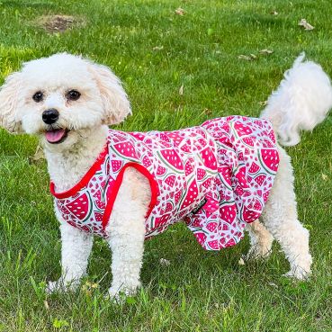 Dog in a Cute Tulle Dog Dress with Watermelon Prints - Fitwarm Dog Clothes