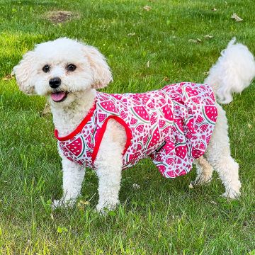 Dog in a Cute Watermelon Dog Dress