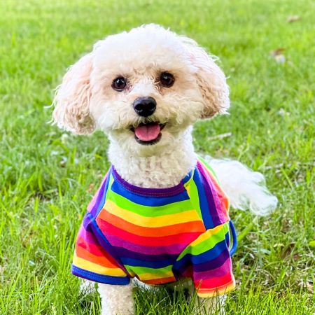 Dog in a Colorful Rainbow Dog Shirt - Fitwarm Dog Clothes