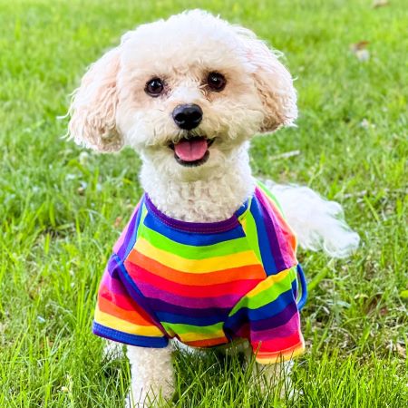 Niedlicher Hund im regenbogengestreiften Hundeshirt