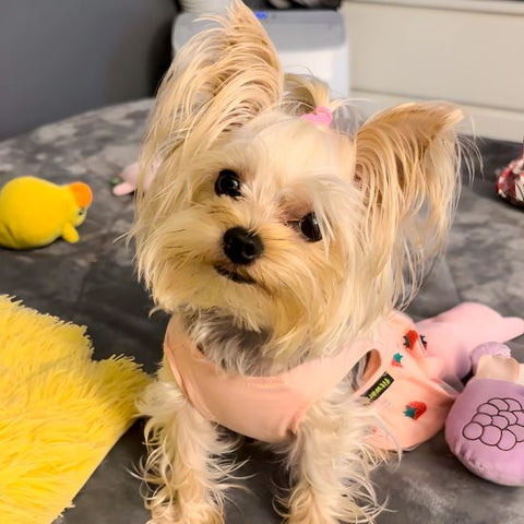 Yorkie in a Strawberry Tulle Dog Dress