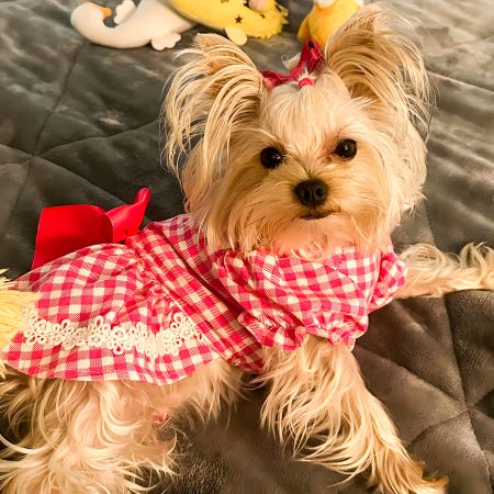 Yorkie in a Pink Plaid Dog Dress