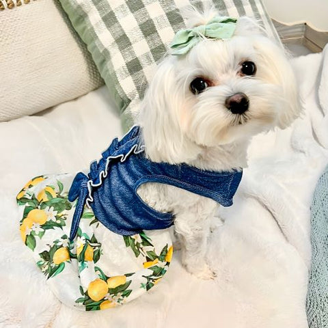 Maltese in a Denim Lemon Dog Dress