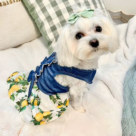 Maltese in a Lemon Denim Dog Dress