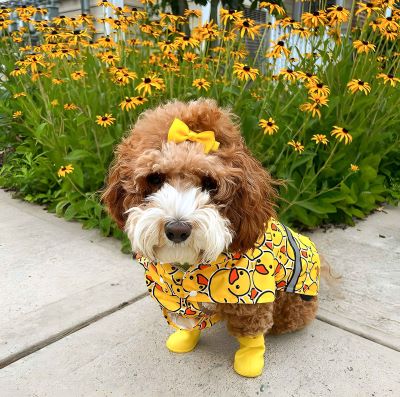 Cavapoo in cute ducky dog raincoat