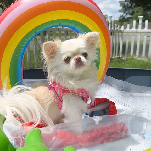 Chihuahua in a Cute Summer Dog Bikini - Fitwarm Dog Clothes