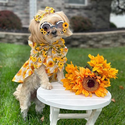 Morkie in a Ruffle Sleeves Flowers Dog Dress