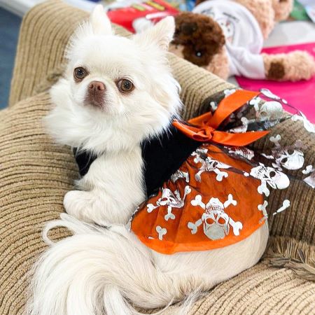 Long Haired Chihuahua in a Halloween Themed Dog Dress - Fitwarm Dog Clothes
