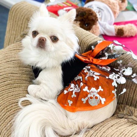 Chihuahua in a Halloween Themed Dog Dress - Fitwarm Dog Clothes