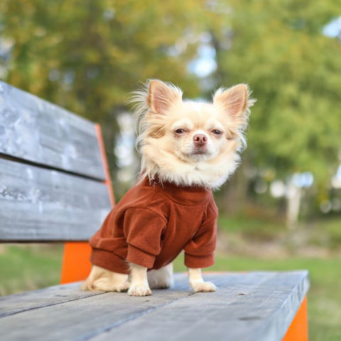 Long Haired Chihuahua in a Chocolate Cozy Turtleneck Dog Sweater - Fitwarm Dog Clothes