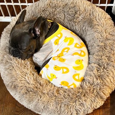 French Bulldog Sleeping in Cozy Dog Pajamas with Duck Prints