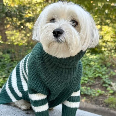 Morkie in Turtleneck Sailor Striped Dog Sweater