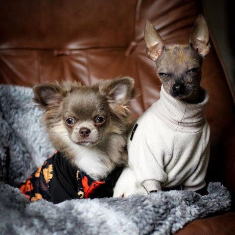 Chihuahuas in Dog Hoodie with Halloween Themed Prints - Fitwarm Dog Clothes