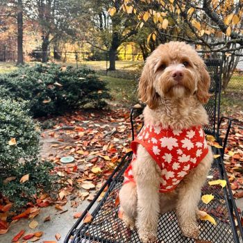 Poodle in a Thanksgiving Themed Maple Leaf Dog Shirt - Fitwarm Dog Clothes