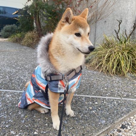 Shiba Inu Clothes - Dog Coats - Dog Winter Clothes - Fitwarm