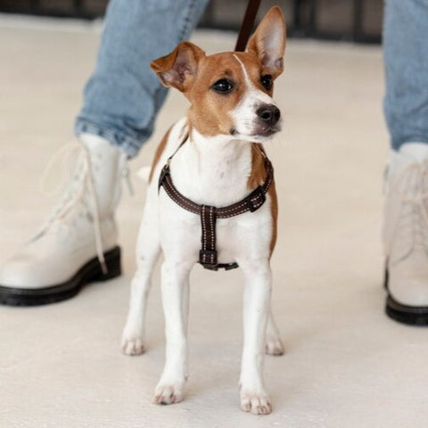 Rat Terrier Characteristics - Fun Facts about Dogs - Fitwarm