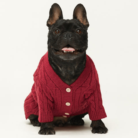 French Bulldog in Cardigan Dog Sweaters