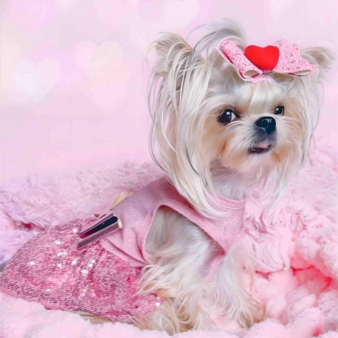 Yorkie in a Pink Sparkly Dress