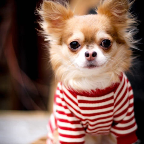 Chihuahua in a Stylish Dog Pajamas with Red and White Stripes - Fitwarm Dog Clothes