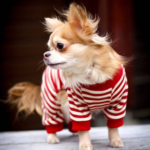 Chihuahua in a Waffle Striped Dog Pajamas