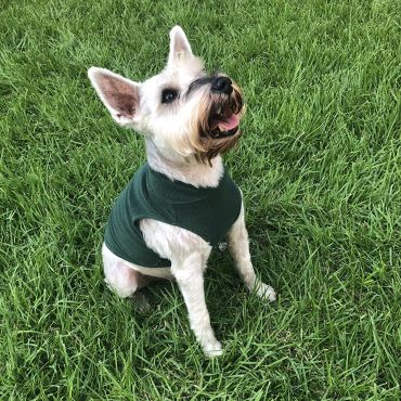Schnauzer in a Lightweight Green Dog Shirt - Fitwarm Dog Clothes