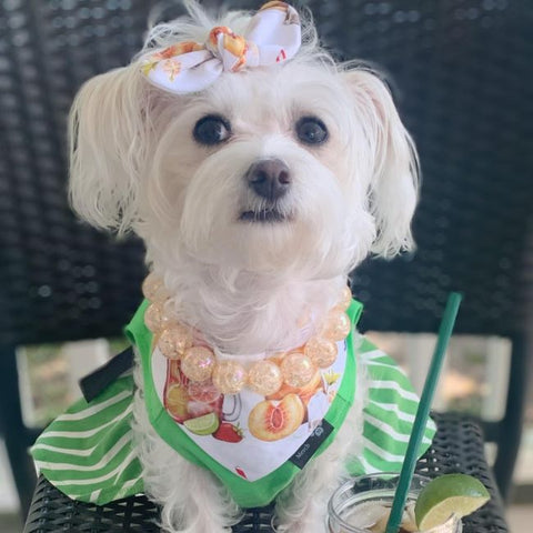 Morkie in a Lovely St.Patrick Dog Dress - Fitwarm Dog Clothes