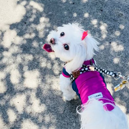 Maltese in a Purple Sunproof Dog Shirt - Fitwarm Dog Clothes