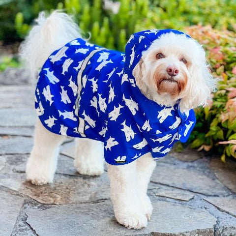 Cavoodle in a Blue Shark Dog Raincoat