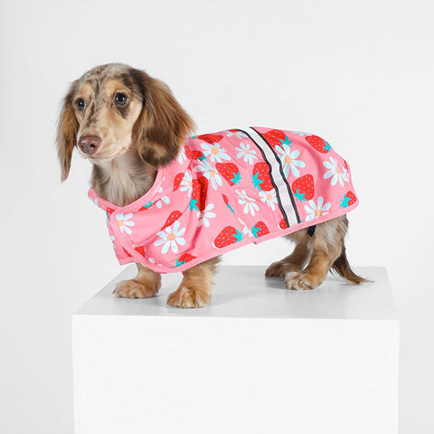 Dachshund Puppy in Pink Raincoats for Dogs