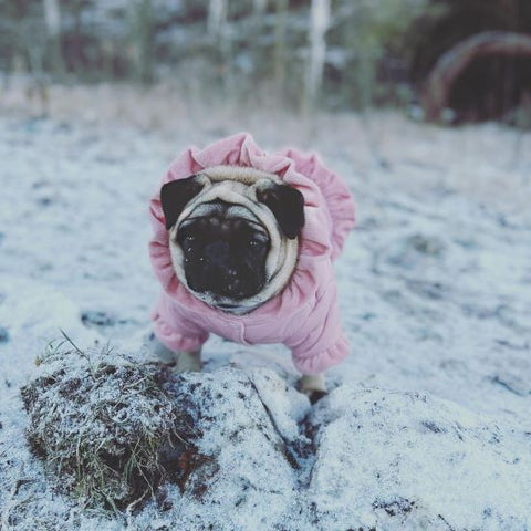 Pug in a Pink Flounce Dog Winter Coat