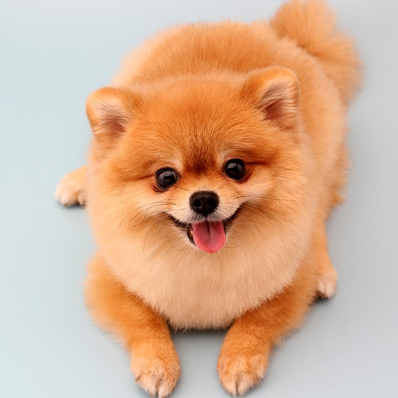 Pomeranian in a Teddy Bear Haircut - Fitwarm Dog Clothes