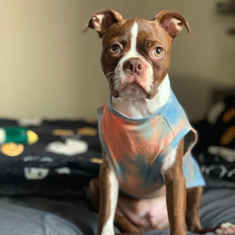 Boston Terrier im Hemd - Boston Terrier Kleidung - Fitwarm