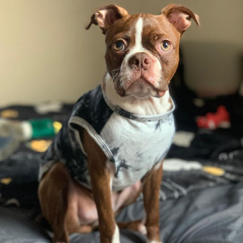 Boston Terrier im Hemd - Boston Terrier Kleidung - Fitwarm