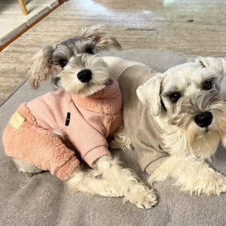 Schnauzers in Turtleneck Fuzzy Dog Sweater