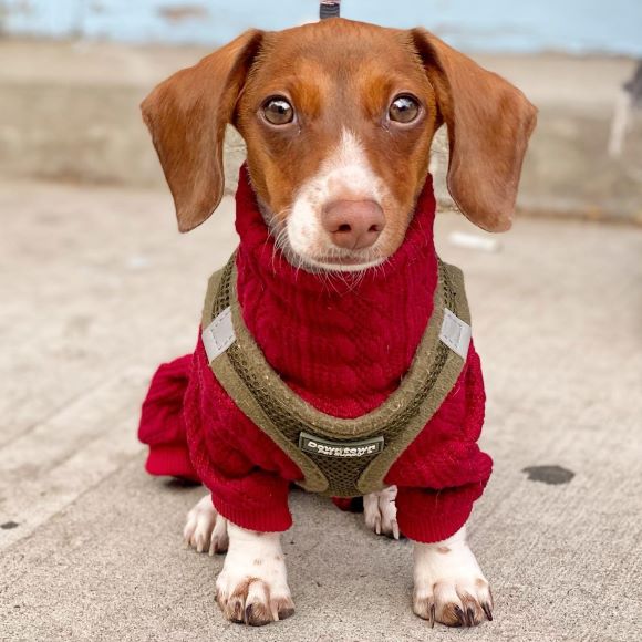 Turtleneck Knitted Dog Pajamas