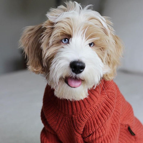 Dog in Turtleneck Knitted Dog Sweater
