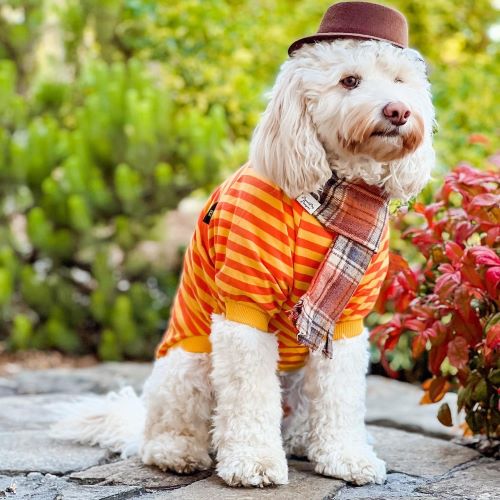 Cavoodle in an Orange Striped Dog Shirt - Fitwarm Dog Clothes