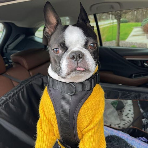 Boston terrier in sweater - Boston terrier clothing - Fitwarm
