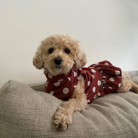 Maltipoo in red polka dot dress - Fitwarm Dog Clothes