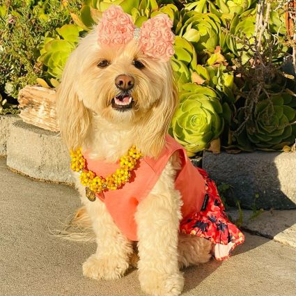 Maltipoo in a Hawaiian Themed Dog Summer Dress - Fitwarm Dog Clothes