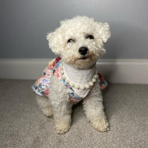 Bichon Frise in Floral Dress - Fitwarm Dog Clothes