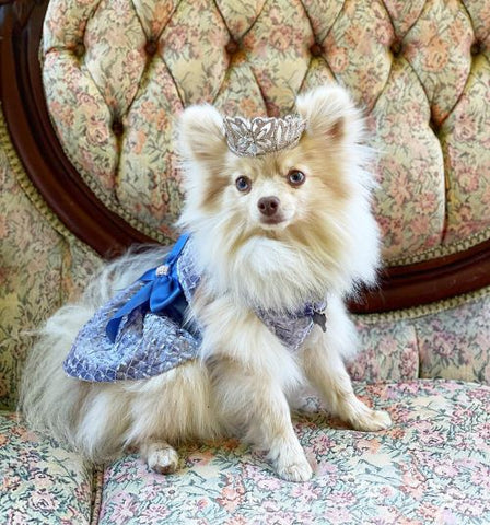 Pomeranian in Blue Mermaid Dog Dresses